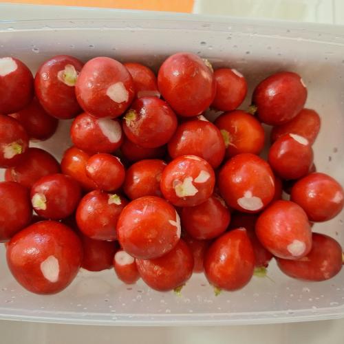 Gesunde Jause mit selbst angebauten und geernteten Radieschen