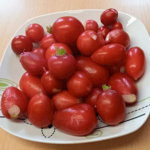 Radieschen