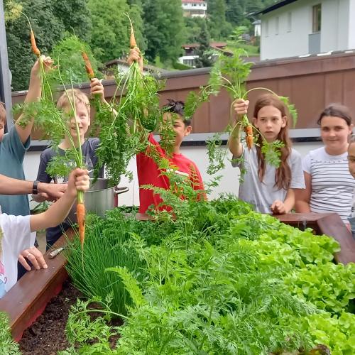 Hochbeet - zweite Ernte