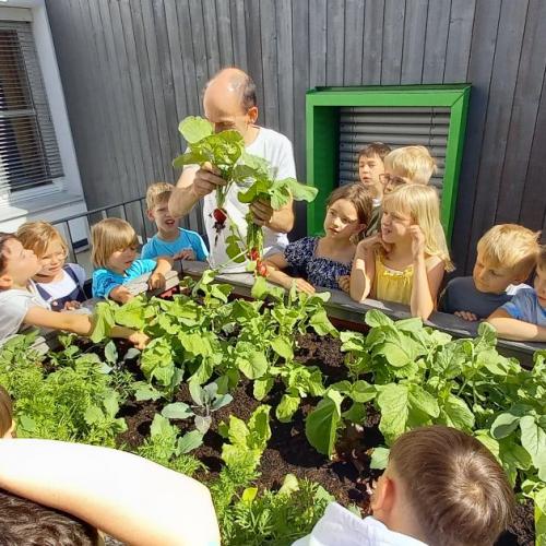 Hochbeet - erste Ernte - Radieschenbrote