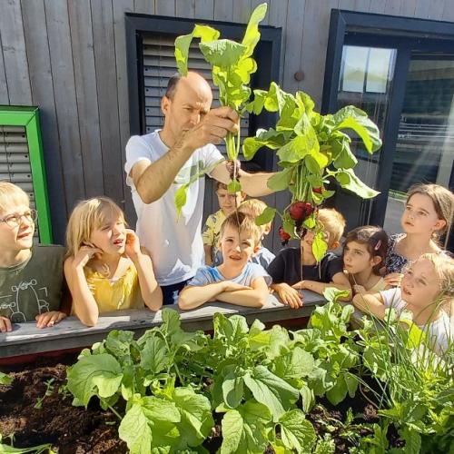 Hochbeet - erste Ernte - Radieschenbrote