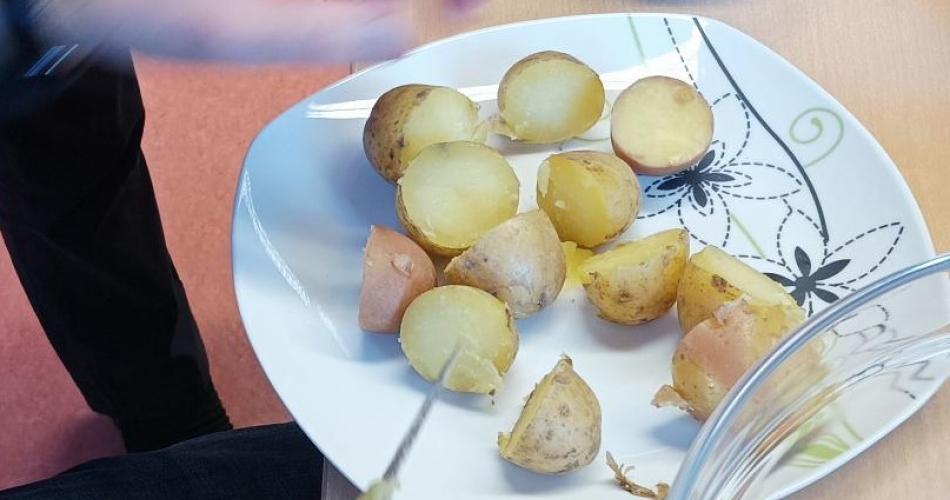 Kartoffelernte - Hochbeet